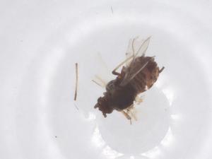  ( - CBG-B03605-D06)  @11 [ ] CreativeCommons - Attribution Share - Alike (2025) Centre for Biodiversity Genomics Centre for Biodiversity Genomics