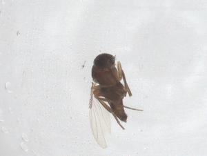  ( - CBG-B03606-E10)  @11 [ ] CreativeCommons - Attribution Share - Alike (2025) Centre for Biodiversity Genomics Centre for Biodiversity Genomics