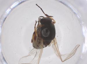  ( - CBG-B03609-B06)  @11 [ ] CreativeCommons - Attribution Share - Alike (2025) Centre for Biodiversity Genomics Centre for Biodiversity Genomics