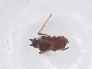  ( - CBG-B03609-E09)  @11 [ ] CreativeCommons - Attribution Share - Alike (2025) Centre for Biodiversity Genomics Centre for Biodiversity Genomics