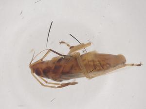  ( - CBG-B03610-A02)  @11 [ ] CreativeCommons - Attribution Share - Alike (2025) Centre for Biodiversity Genomics Centre for Biodiversity Genomics