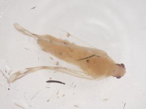  ( - CBG-B03610-B12)  @11 [ ] CreativeCommons - Attribution Share - Alike (2025) Centre for Biodiversity Genomics Centre for Biodiversity Genomics