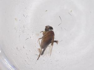  ( - CBG-B03610-E11)  @11 [ ] CreativeCommons - Attribution Share - Alike (2025) Centre for Biodiversity Genomics Centre for Biodiversity Genomics