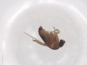  ( - CBG-B04666-B03)  @11 [ ] CreativeCommons - Attribution Share - Alike (2025) Centre for Biodiversity Genomics Centre for Biodiversity Genomics