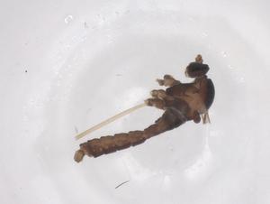  ( - CBG-B04666-C03)  @11 [ ] CreativeCommons - Attribution Share - Alike (2025) Centre for Biodiversity Genomics Centre for Biodiversity Genomics