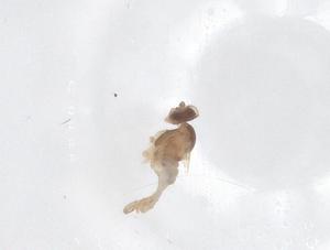  ( - CBG-B04668-G10)  @11 [ ] CreativeCommons - Attribution Share - Alike (2025) Centre for Biodiversity Genomics Centre for Biodiversity Genomics