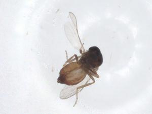  ( - CBG-A13990-G10)  @11 [ ] CreativeCommons - Attribution Share - Alike (2023) Centre for Biodiversity Genomics Centre for Biodiversity Genomics