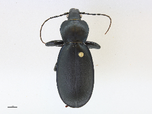  (Carabus piochardi - CBG-A21650-G12)  @11 [ ] CreativeCommons - Attribution Share-Alike (2023) CBG Photography Group Centre for Biodiversity Genomics