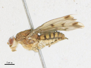  ( - CBG-A21705-E12)  @11 [ ] CreativeCommons - Attribution Share - Alike (2023) CBG Photography Group Centre for Biodiversity Genomics