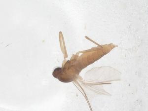  (Allarete - CBG-B00125-A02)  @11 [ ] CreativeCommons - Attribution Share - Alike (2025) Centre for Biodiversity Genomics Centre for Biodiversity Genomics