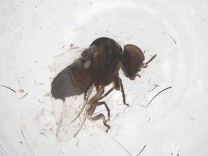  ( - CBG-B00125-H05)  @11 [ ] CreativeCommons - Attribution Share - Alike (2025) Centre for Biodiversity Genomics Centre for Biodiversity Genomics