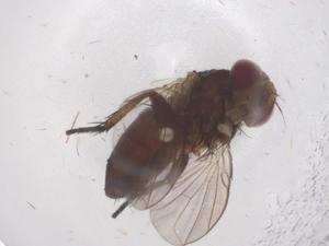  ( - CBG-B00150-A05)  @11 [ ] CreativeCommons - Attribution Share - Alike (2025) Centre for Biodiversity Genomics Centre for Biodiversity Genomics