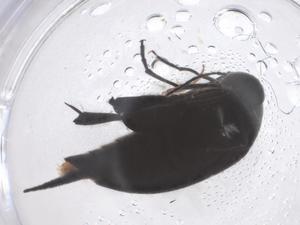  ( - CBG-B00150-E01)  @11 [ ] CreativeCommons - Attribution Share - Alike (2025) Centre for Biodiversity Genomics Centre for Biodiversity Genomics