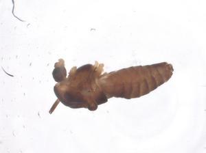  ( - CBG-B00150-H01)  @11 [ ] CreativeCommons - Attribution Share - Alike (2025) Centre for Biodiversity Genomics Centre for Biodiversity Genomics