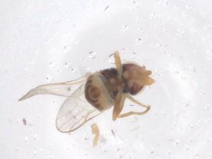  ( - CBG-B00150-H03)  @11 [ ] CreativeCommons - Attribution Share - Alike (2025) Centre for Biodiversity Genomics Centre for Biodiversity Genomics