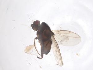  ( - CBG-B00150-H04)  @11 [ ] CreativeCommons - Attribution Share - Alike (2025) Centre for Biodiversity Genomics Centre for Biodiversity Genomics