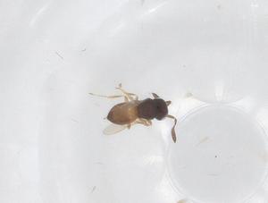  ( - CBG-B00151-E06)  @11 [ ] CreativeCommons - Attribution Share - Alike (2025) Centre for Biodiversity Genomics Centre for Biodiversity Genomics