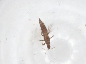  ( - CBG-B00151-F02)  @11 [ ] CreativeCommons - Attribution Share - Alike (2025) Centre for Biodiversity Genomics Centre for Biodiversity Genomics