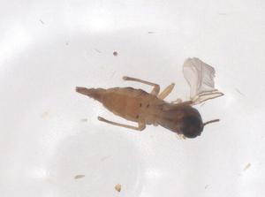  ( - CBG-B00152-B02)  @11 [ ] CreativeCommons - Attribution Share - Alike (2025) Centre for Biodiversity Genomics Centre for Biodiversity Genomics