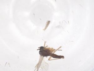  ( - CBG-B00152-B12)  @11 [ ] CreativeCommons - Attribution Share - Alike (2025) Centre for Biodiversity Genomics Centre for Biodiversity Genomics