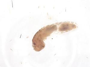  ( - CBG-B00152-E01)  @11 [ ] CreativeCommons - Attribution Share - Alike (2025) Centre for Biodiversity Genomics Centre for Biodiversity Genomics