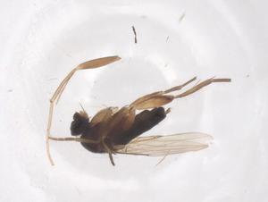  ( - CBG-B00152-G10)  @11 [ ] CreativeCommons - Attribution Share - Alike (2025) Centre for Biodiversity Genomics Centre for Biodiversity Genomics