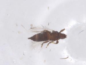  ( - CBG-B00153-E10)  @11 [ ] CreativeCommons - Attribution Share - Alike (2025) Centre for Biodiversity Genomics Centre for Biodiversity Genomics