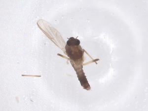  ( - CBG-B00153-G09)  @11 [ ] CreativeCommons - Attribution Share - Alike (2025) Centre for Biodiversity Genomics Centre for Biodiversity Genomics