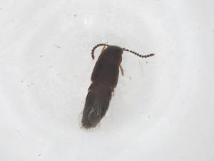  ( - CBG-B00172-A07)  @11 [ ] CreativeCommons - Attribution Share - Alike (2025) Centre for Biodiversity Genomics Centre for Biodiversity Genomics