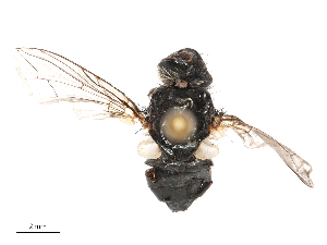  ( - CBG-B00188-B01)  @11 [ ] CreativeCommons - Attribution Share - Alike (2025) CBG Photography Group Centre for Biodiversity Genomics