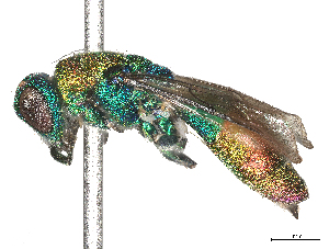  ( - CBG-B00189-C08)  @11 [ ] CreativeCommons - Attribution Share - Alike (2025) CBG Photography Group Centre for Biodiversity Genomics