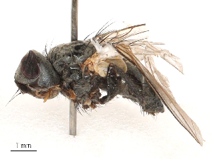  ( - CBG-B00189-G03)  @11 [ ] CreativeCommons - Attribution Share - Alike (2025) CBG Photography Group Centre for Biodiversity Genomics