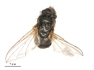  ( - CBG-B00189-H09)  @11 [ ] CreativeCommons - Attribution Share - Alike (2025) CBG Photography Group Centre for Biodiversity Genomics