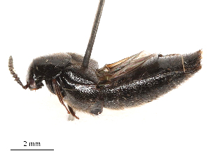  ( - CBG-B00190-C05)  @11 [ ] CreativeCommons - Attribution Share - Alike (2025) CBG Photography Group Centre for Biodiversity Genomics
