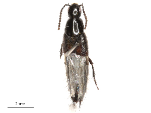  ( - CBG-B00190-D07)  @11 [ ] CreativeCommons - Attribution Share - Alike (2025) CBG Photography Group Centre for Biodiversity Genomics