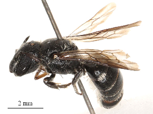  ( - CBG-B00190-E03)  @11 [ ] CreativeCommons - Attribution Share - Alike (2025) CBG Photography Group Centre for Biodiversity Genomics