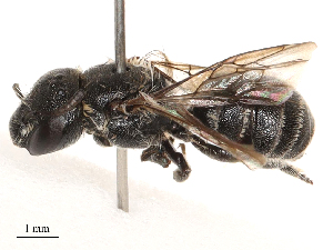  ( - CBG-B00190-F01)  @11 [ ] CreativeCommons - Attribution Share - Alike (2025) CBG Photography Group Centre for Biodiversity Genomics