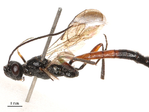  ( - CBG-B00190-G07)  @11 [ ] CreativeCommons - Attribution Share - Alike (2025) CBG Photography Group Centre for Biodiversity Genomics