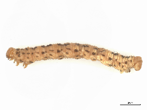  ( - CBG-B00191-H06)  @11 [ ] CreativeCommons - Attribution Share - Alike (2025) CBG Photography Group Centre for Biodiversity Genomics