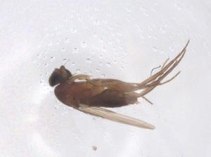  ( - CBG-B00455-C02)  @11 [ ] CreativeCommons - Attribution Share - Alike (2025) Centre for Biodiversity Genomics Centre for Biodiversity Genomics