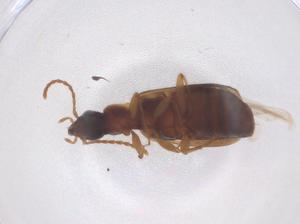  ( - CBG-B01155-G02)  @11 [ ] CreativeCommons - Attribution Share - Alike (2025) Centre for Biodiversity Genomics Centre for Biodiversity Genomics