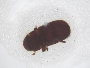  ( - CBG-B01156-C02)  @11 [ ] CreativeCommons - Attribution Share - Alike (2025) Centre for Biodiversity Genomics Centre for Biodiversity Genomics