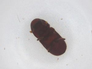  ( - CBG-B01156-C11)  @11 [ ] CreativeCommons - Attribution Share - Alike (2025) Centre for Biodiversity Genomics Centre for Biodiversity Genomics