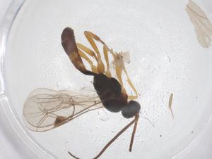  ( - CBG-B01156-E12)  @11 [ ] CreativeCommons - Attribution Share - Alike (2025) Centre for Biodiversity Genomics Centre for Biodiversity Genomics