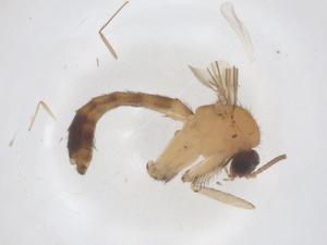  ( - CBG-B01156-F08)  @11 [ ] CreativeCommons - Attribution Share - Alike (2025) Centre for Biodiversity Genomics Centre for Biodiversity Genomics