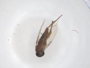  ( - CBG-B01156-G08)  @11 [ ] CreativeCommons - Attribution Share - Alike (2025) Centre for Biodiversity Genomics Centre for Biodiversity Genomics