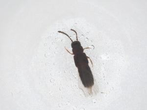  ( - CBG-B01158-A12)  @11 [ ] CreativeCommons - Attribution Share - Alike (2025) Centre for Biodiversity Genomics Centre for Biodiversity Genomics