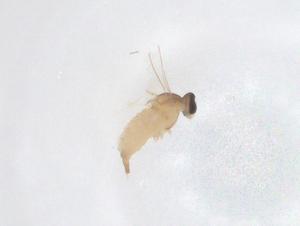  (Ferdinandea aurea - CBG-B01160-B07)  @11 [ ] CreativeCommons - Attribution Share - Alike (2025) Centre for Biodiversity Genomics Centre for Biodiversity Genomics