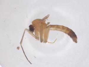  ( - CBG-B01910-E11)  @11 [ ] CreativeCommons - Attribution Share - Alike (2025) Centre for Biodiversity Genomics Centre for Biodiversity Genomics