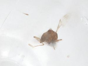  (Culicoides gejgelensis - CBG-B01911-A03)  @11 [ ] CreativeCommons - Attribution Share - Alike (2025) Centre for Biodiversity Genomics Centre for Biodiversity Genomics